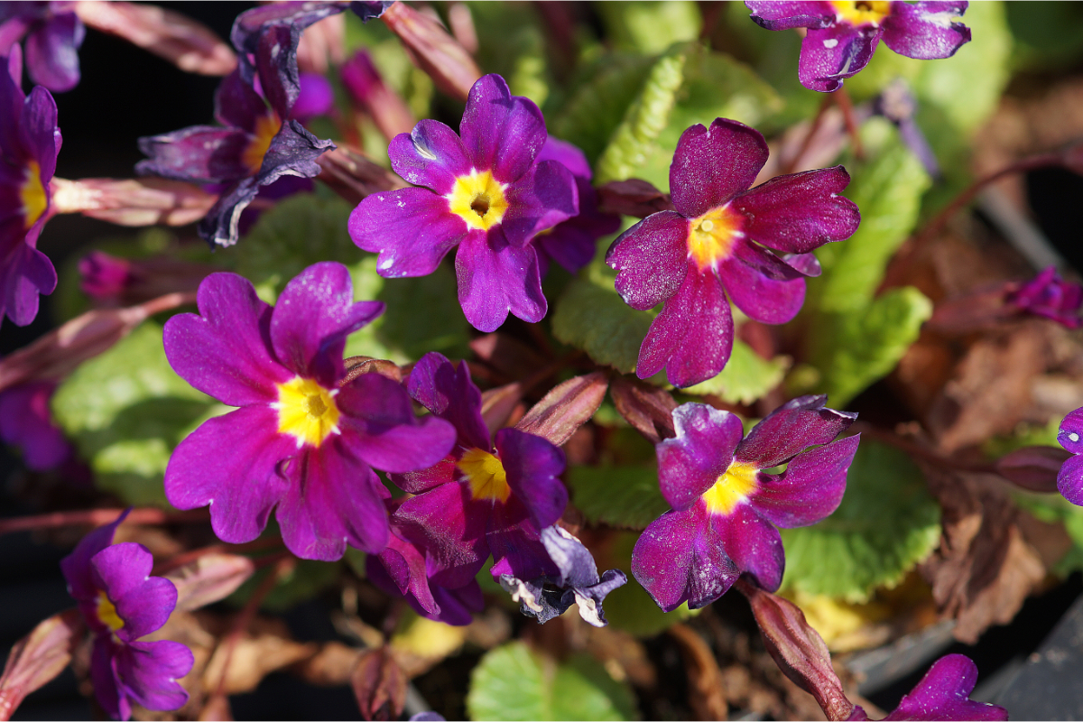 Primula x pruhoniciana 'Wanda'