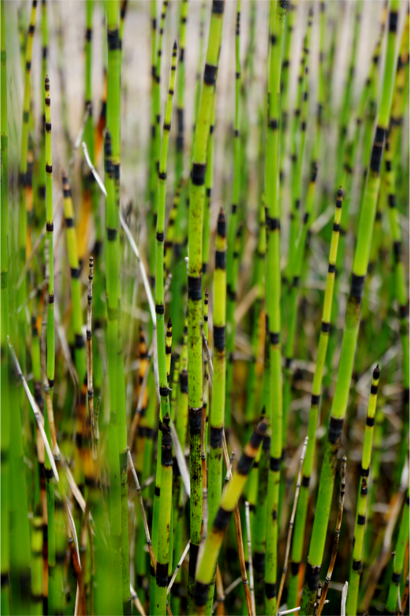 Equisetum hyemale ssp.affine