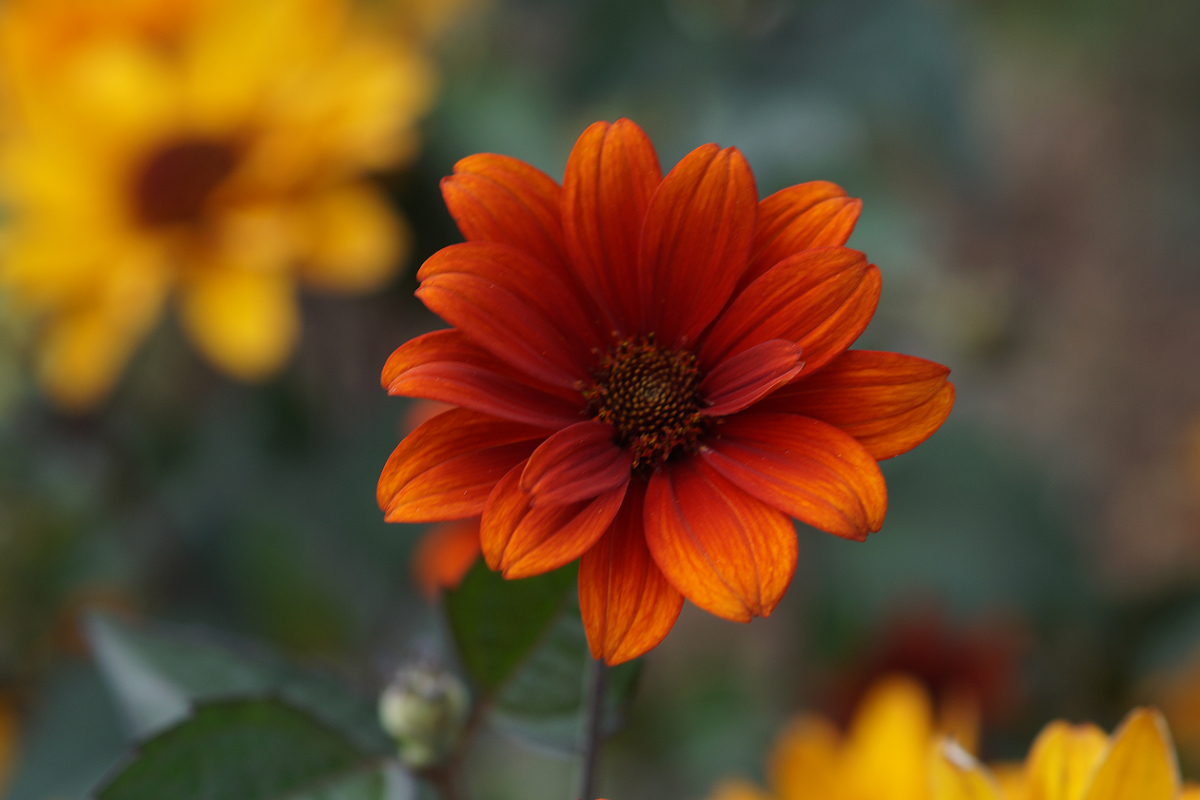 Heliopsis scabra 'Bleeding Hearts'