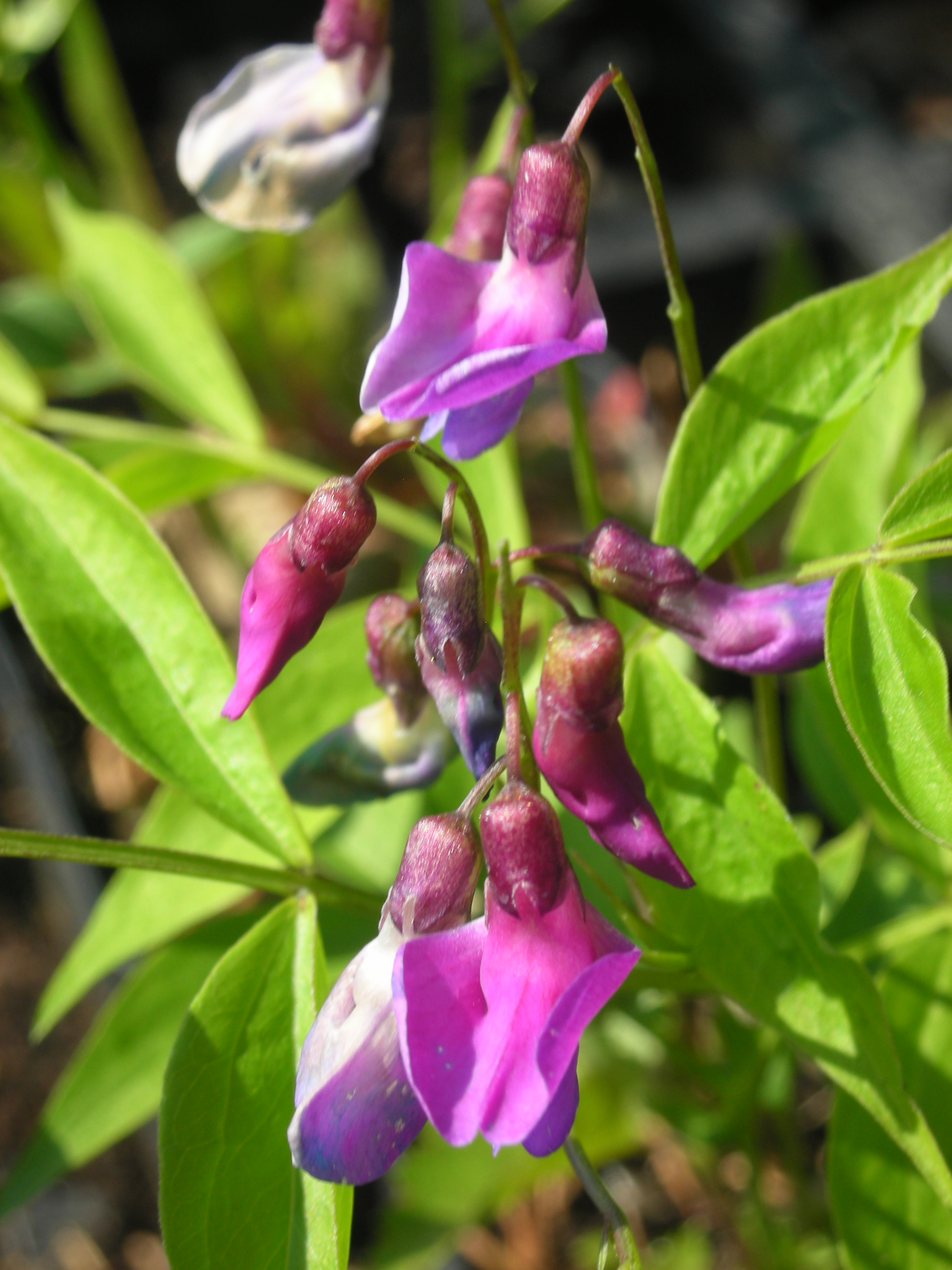 Lathyrus vernus