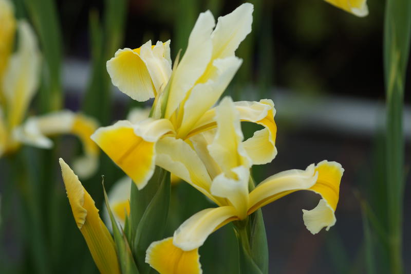 Iris orientalis (ochroleuca) 'Gigantea' - Steppeniris, Orientalische Schwertlilie