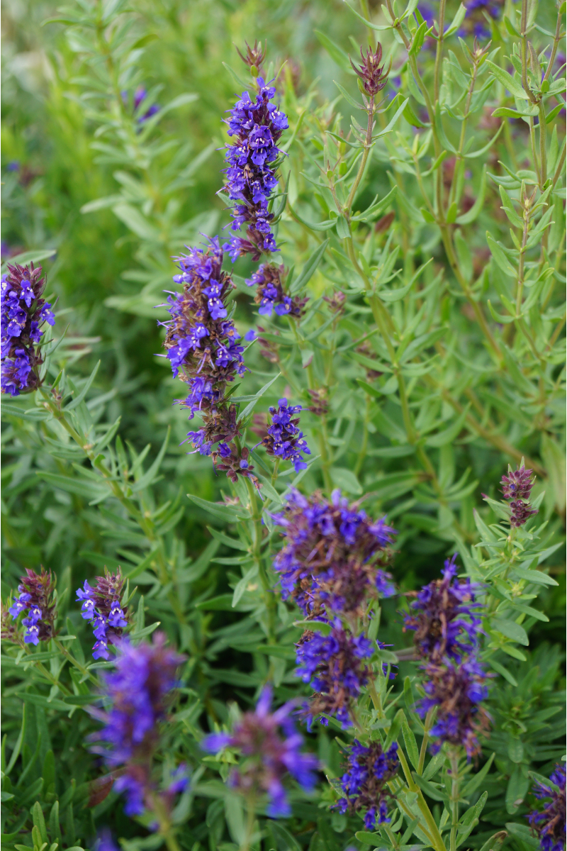 Hyssopus officinalis ssp.aristatus