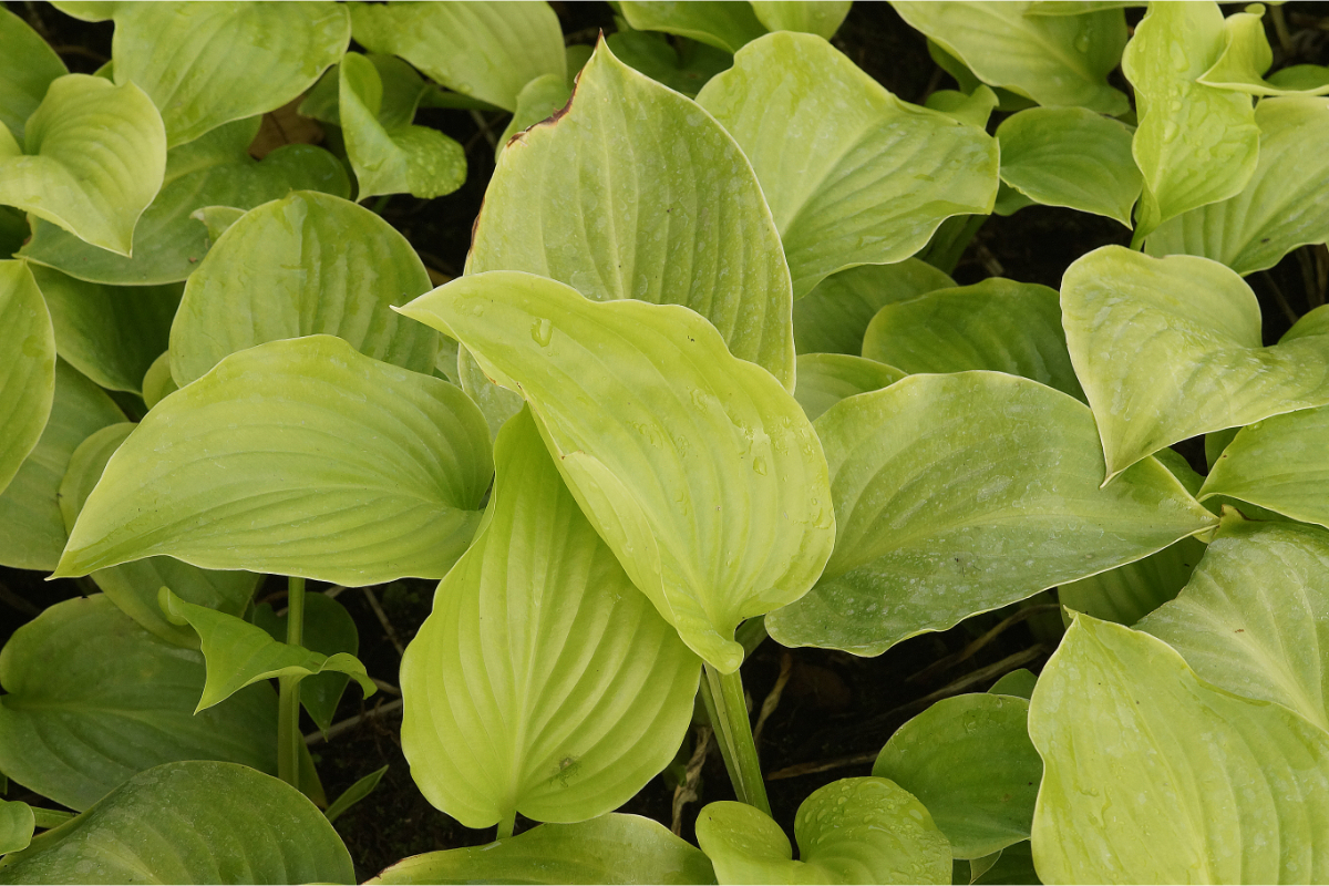 Hosta Plantaginea-Hybr. 'Japonica' ('Grandiflora') - Funkie, Herzblattlilie
