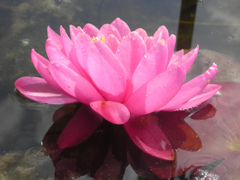 Nymphaea Hybride 'Tamina'