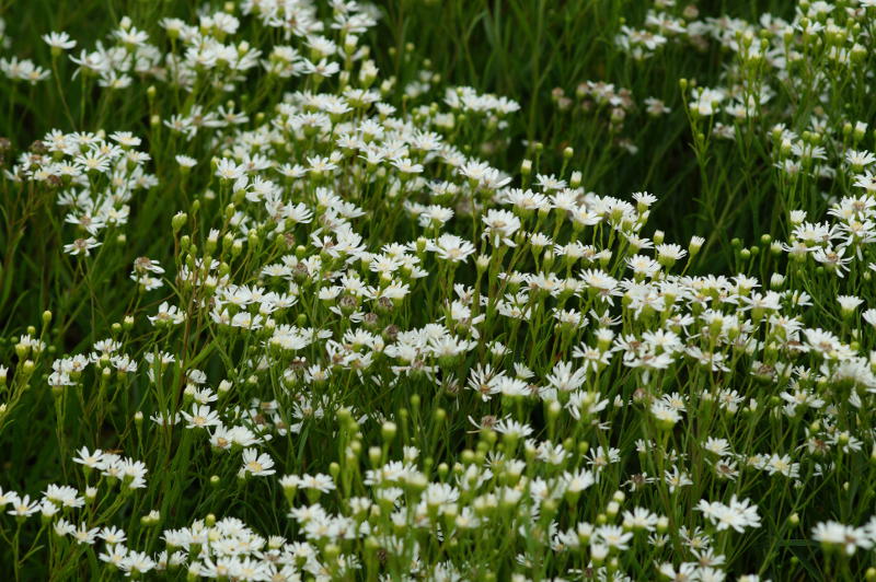 Solidago (Aster) ptarmicoides