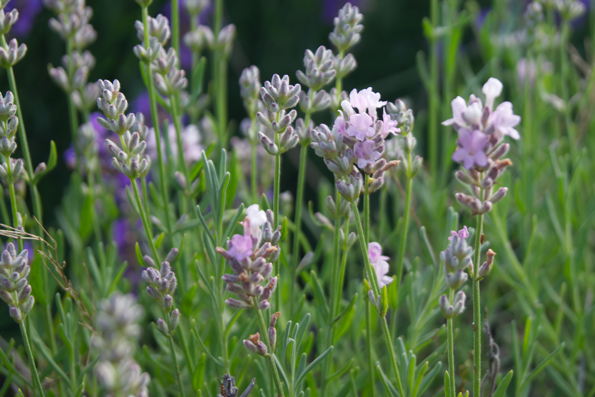Lavandula angustifolia 'Nana Alba'