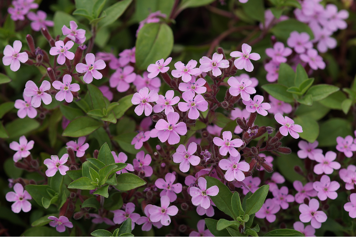 Saponaria ocymoides - Seifenkraut