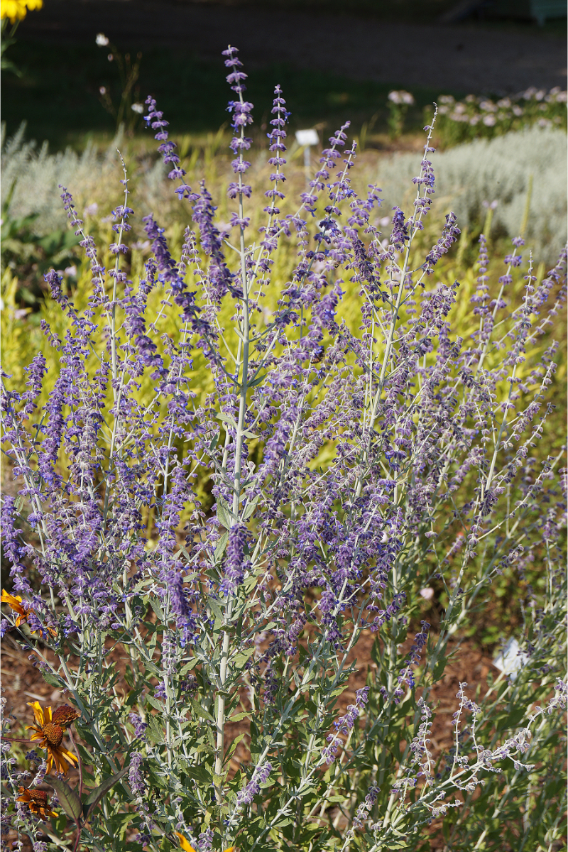 Perovskia abrotanoides 'Little Spire' - Kleine Blauraute