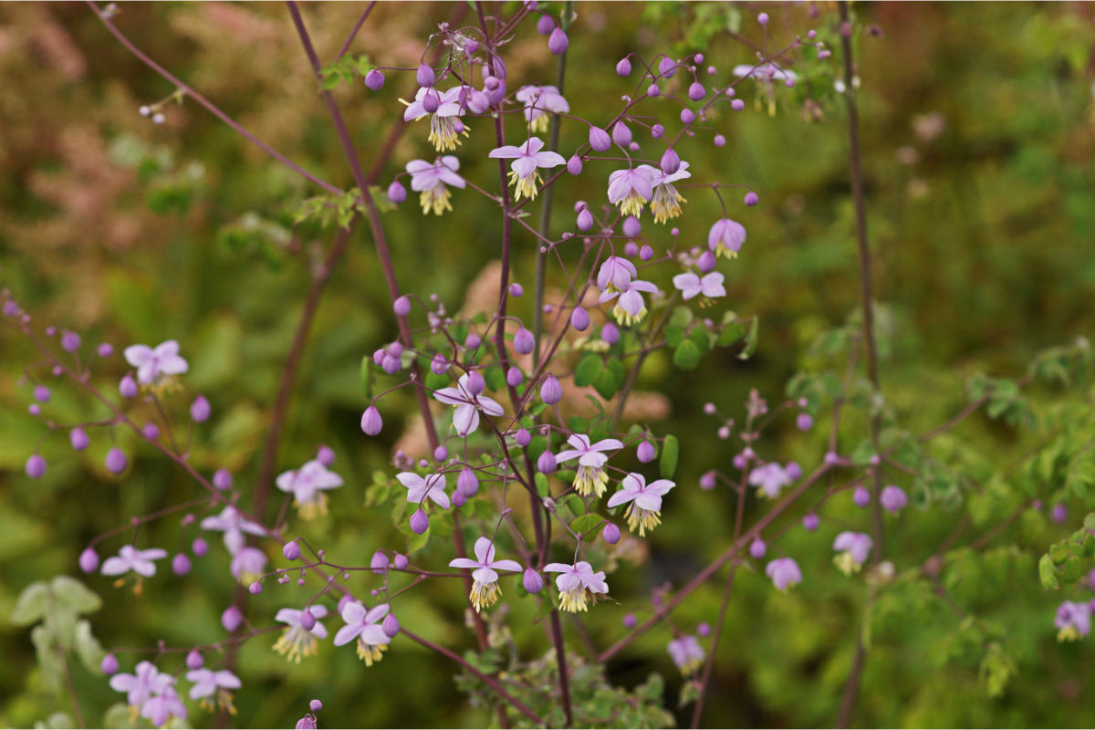 Thalictrum delavayi (dipterocarpum hort.) - China-Wiesenraute