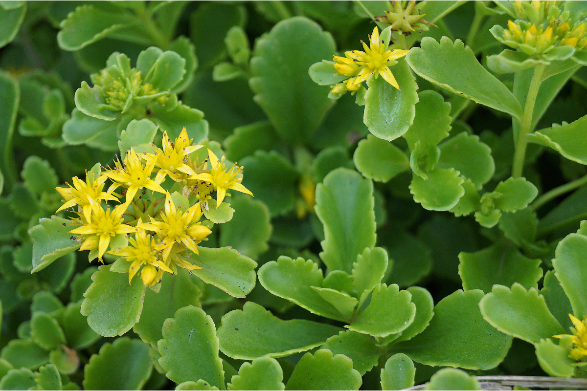 Sedum kamtsch.ellacombianum