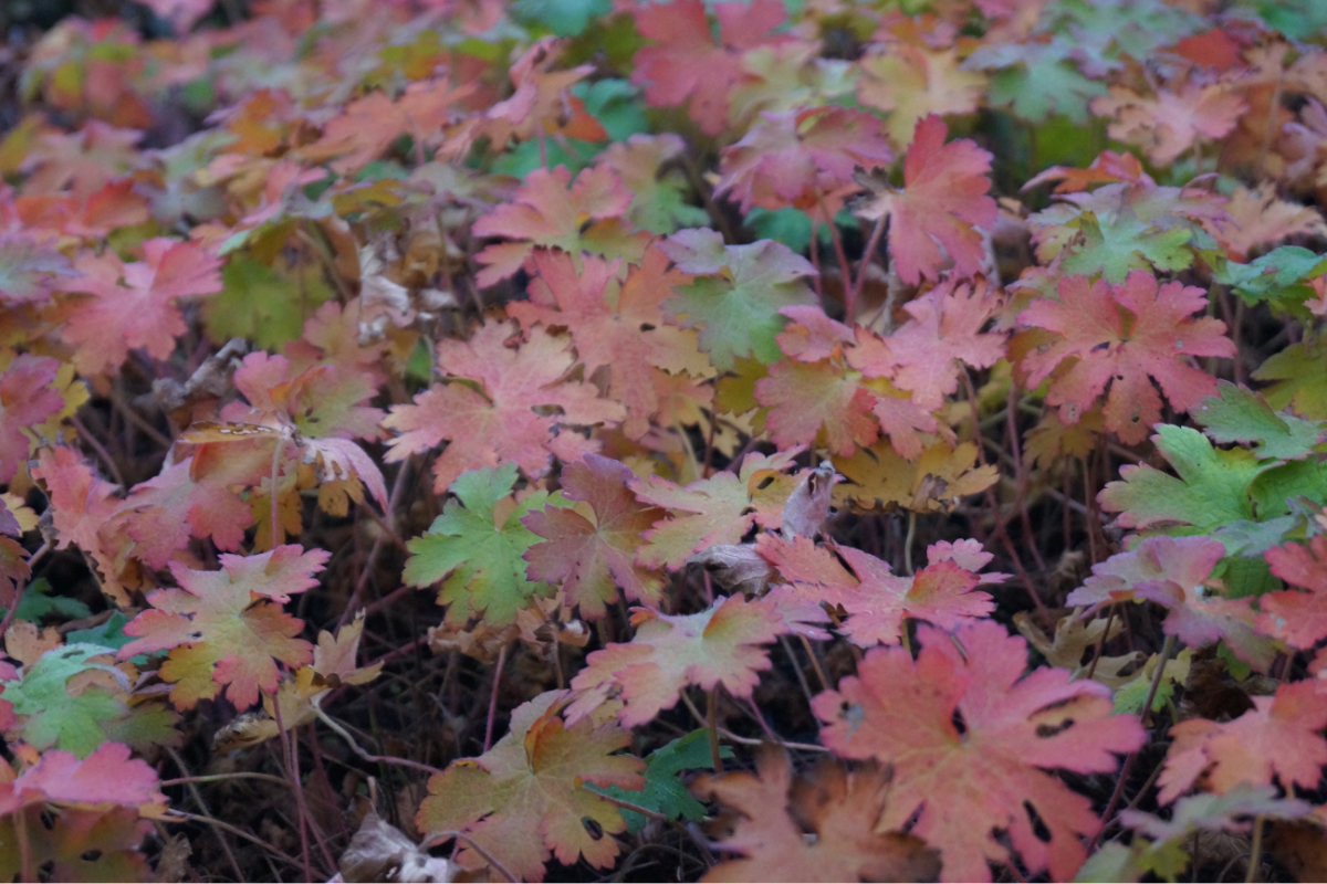 Geranium magnificum