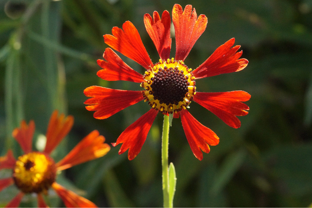 Helenium Hybride 'Moerheim Beauty' - Sonnenbraut