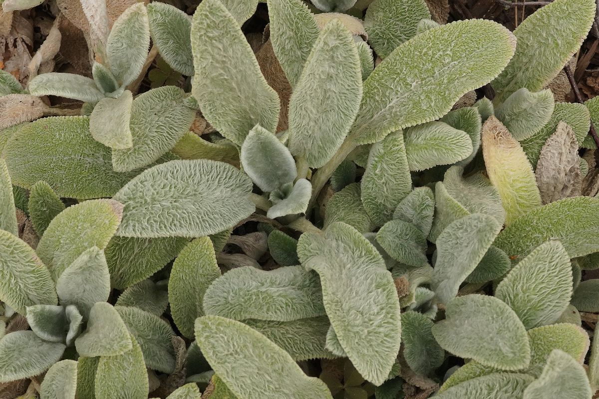 Stachys byzantina 'Silver Carpet' - Wollziest, Eselsohren