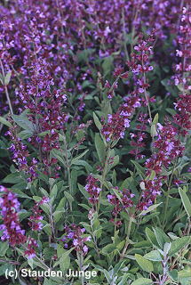Salvia officinalis - Salbei