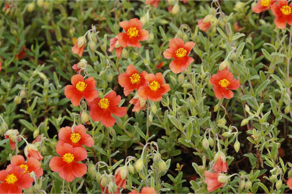 Helianthemum Hybride 'Fire Flame' - Sonnenröschen
