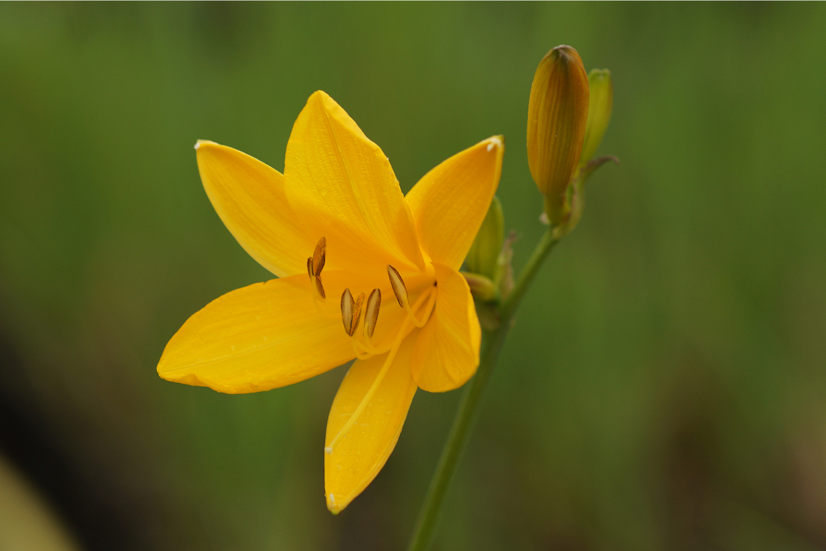 Hemerocallis Hybride 'Corky' - Taglilie