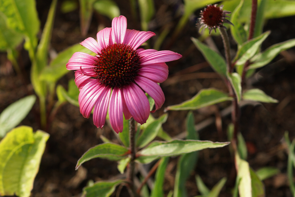 Echinacea purpurea 'Augustkönigin' - Sonnenhut