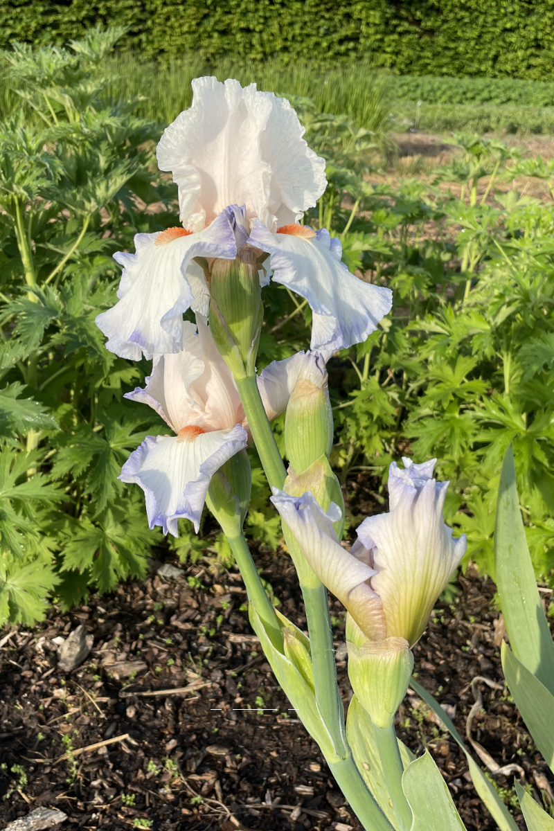 Iris barbata-elatior 'Romance' - Hohe Bartschwertlilie