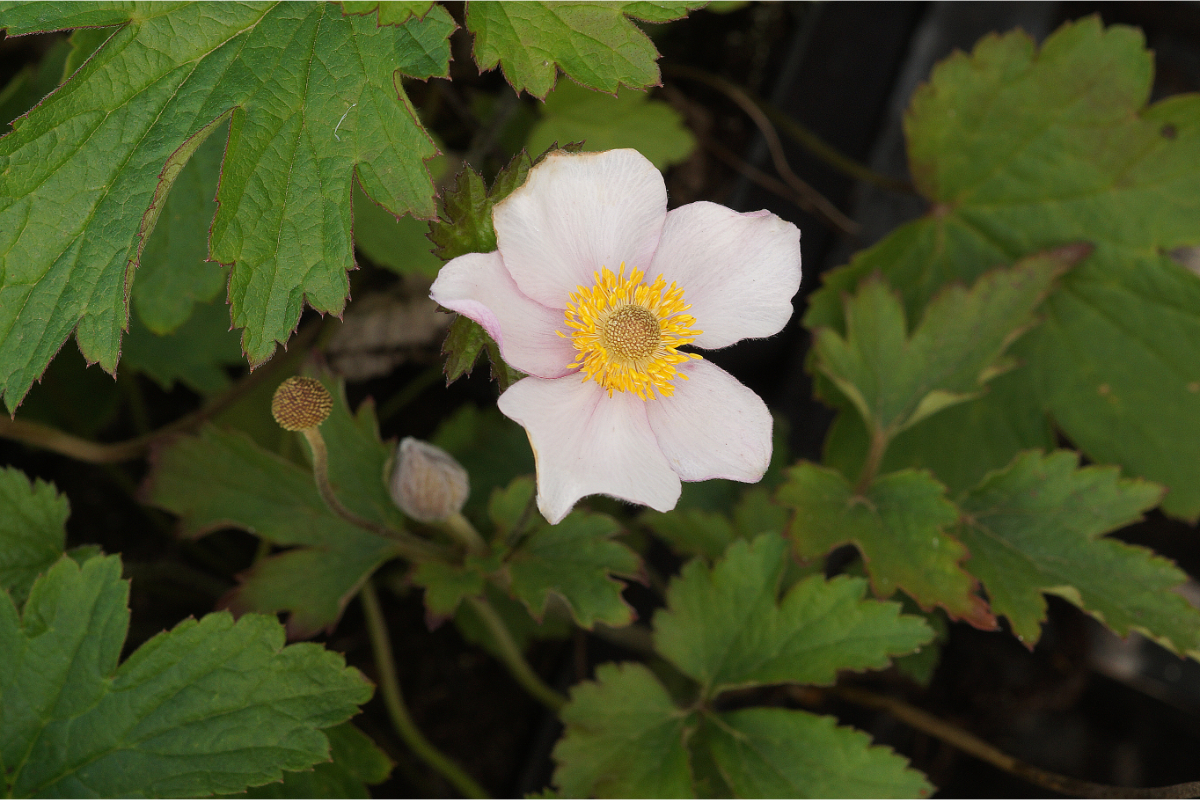 Anemone tomentosa 'Robustissima' - Herbstanemone