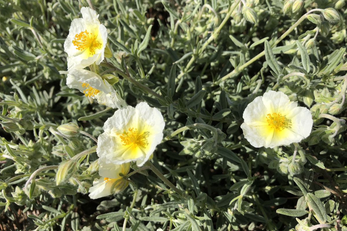 Helianthemum Hybride 'Snow Queen' ('Die Braut')