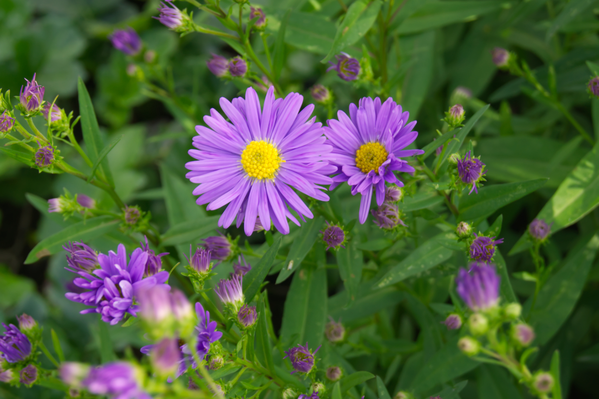 Aster novi-belgii 'Dauerblau'