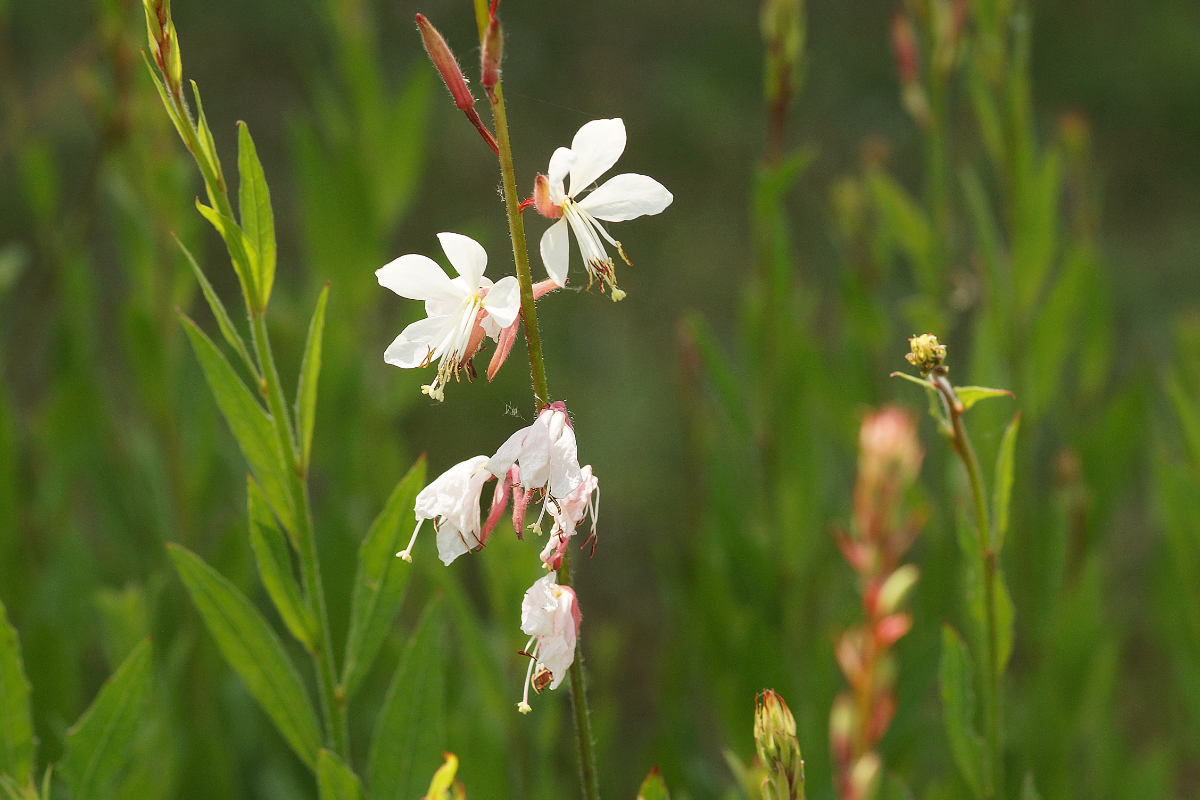 Gaura lindheimeri