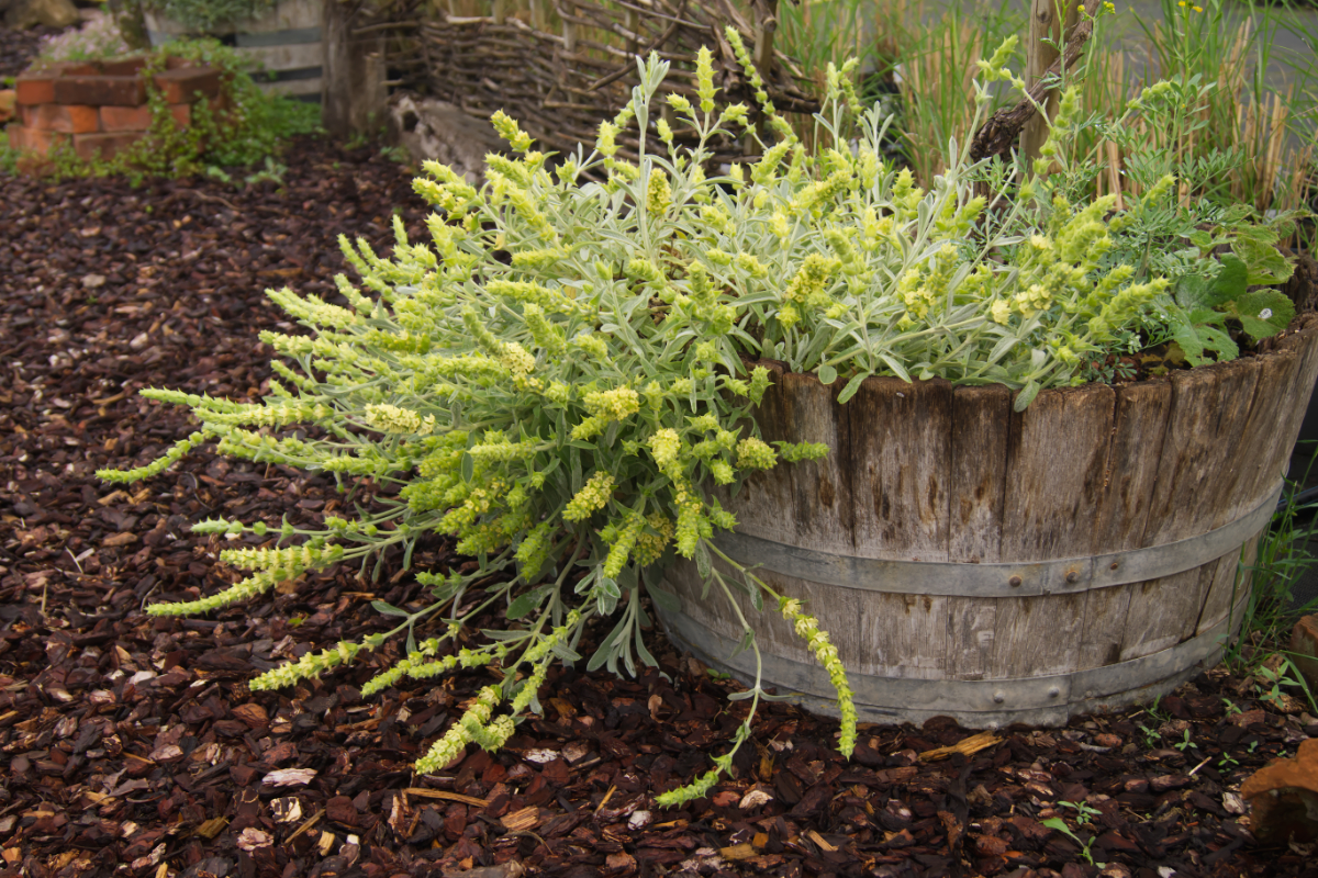 Sideritis syriaca
