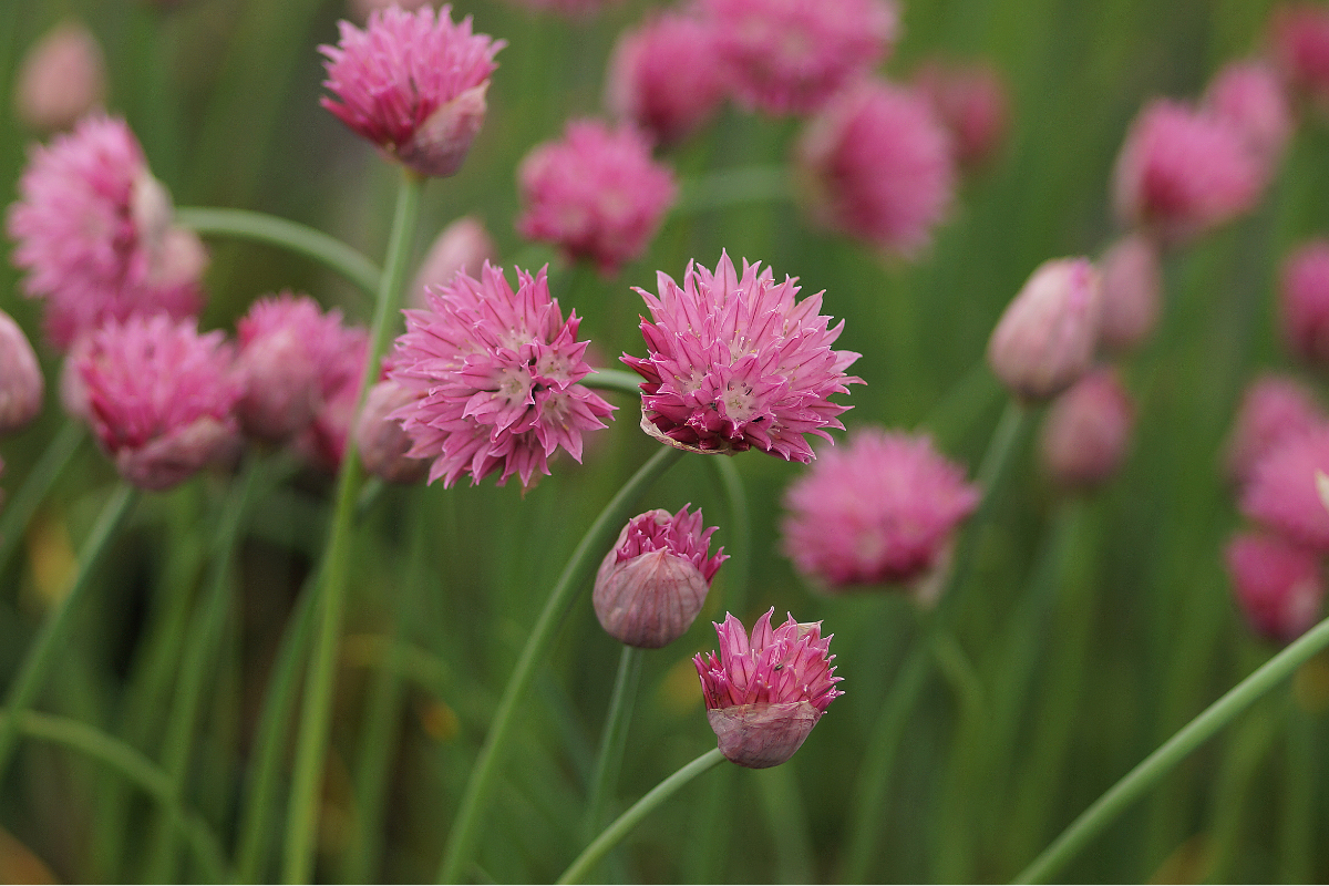 Allium schoenoprasum 'Forescate' - Zier- und Gewürzschnittlauch