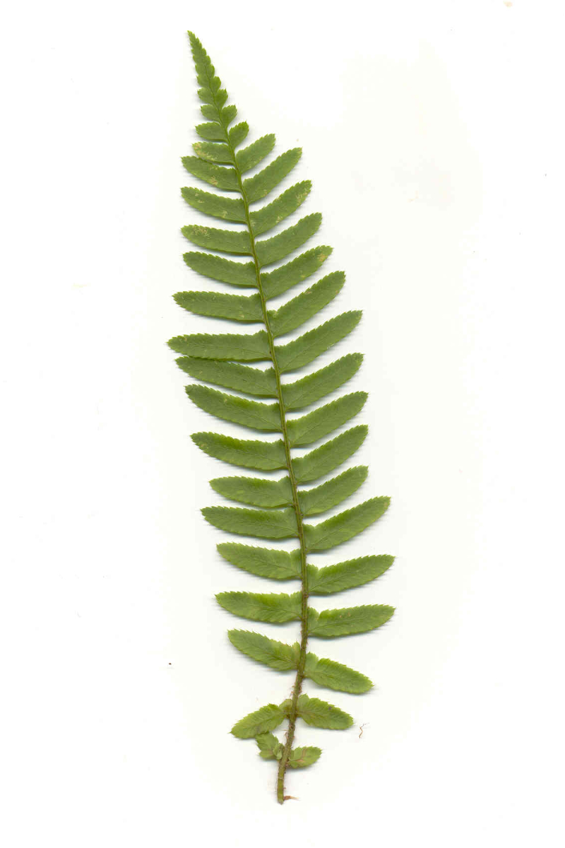 Polystichum munitum gen.