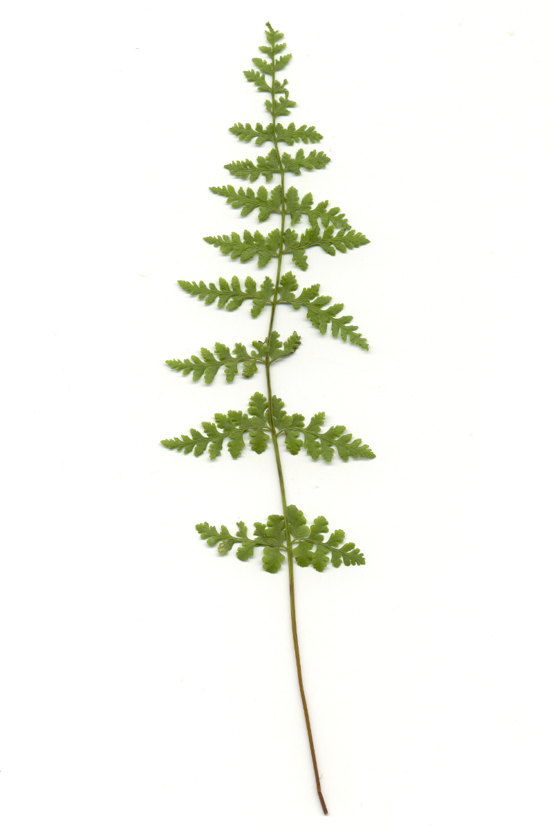 Cystopteris fragilis gen. - Felsen Blasenfarn