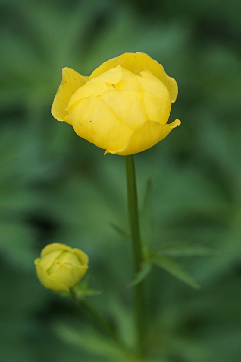 Trollius europaeus - Europäische Trollblume