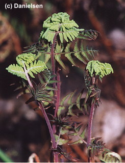 Osmunda regalis 'Purpurascens' gen.