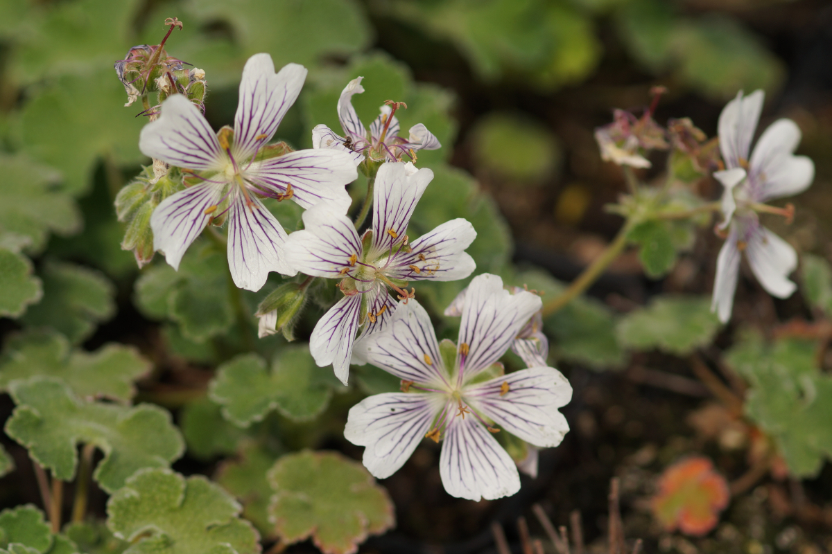 Geranium renardii