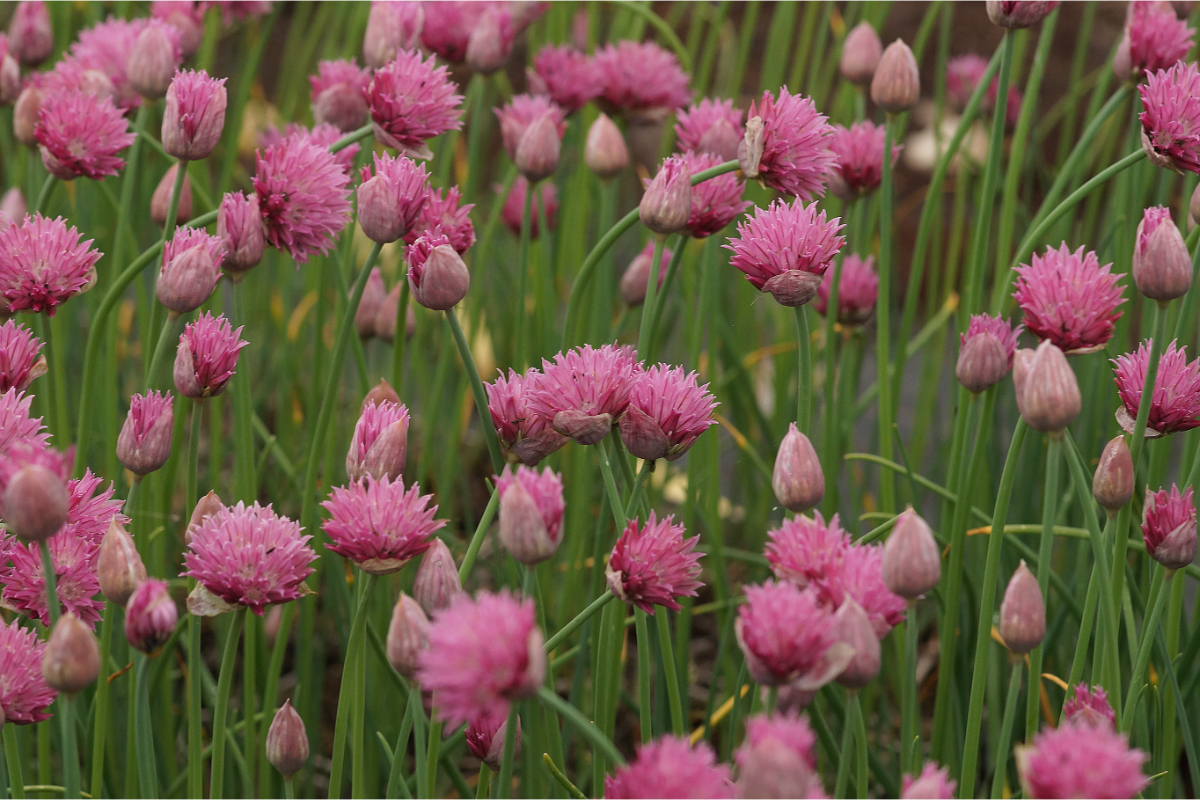 Allium schoenoprasum 'Forescate'