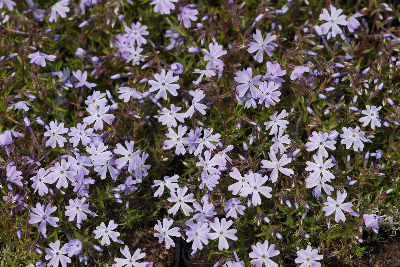 Phlox subulata 'Emerald Cushion Blue'