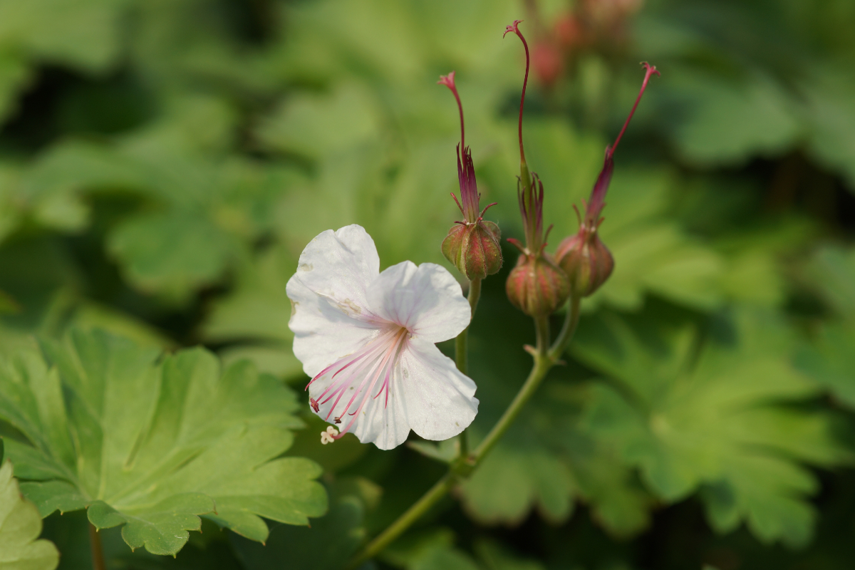 Geranium x cantabrigiense 'Harz' - Cambridge-Storchschnabel