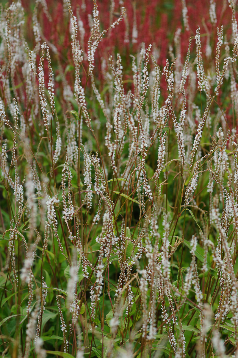 Bistorta amplexicaulis 'Album'