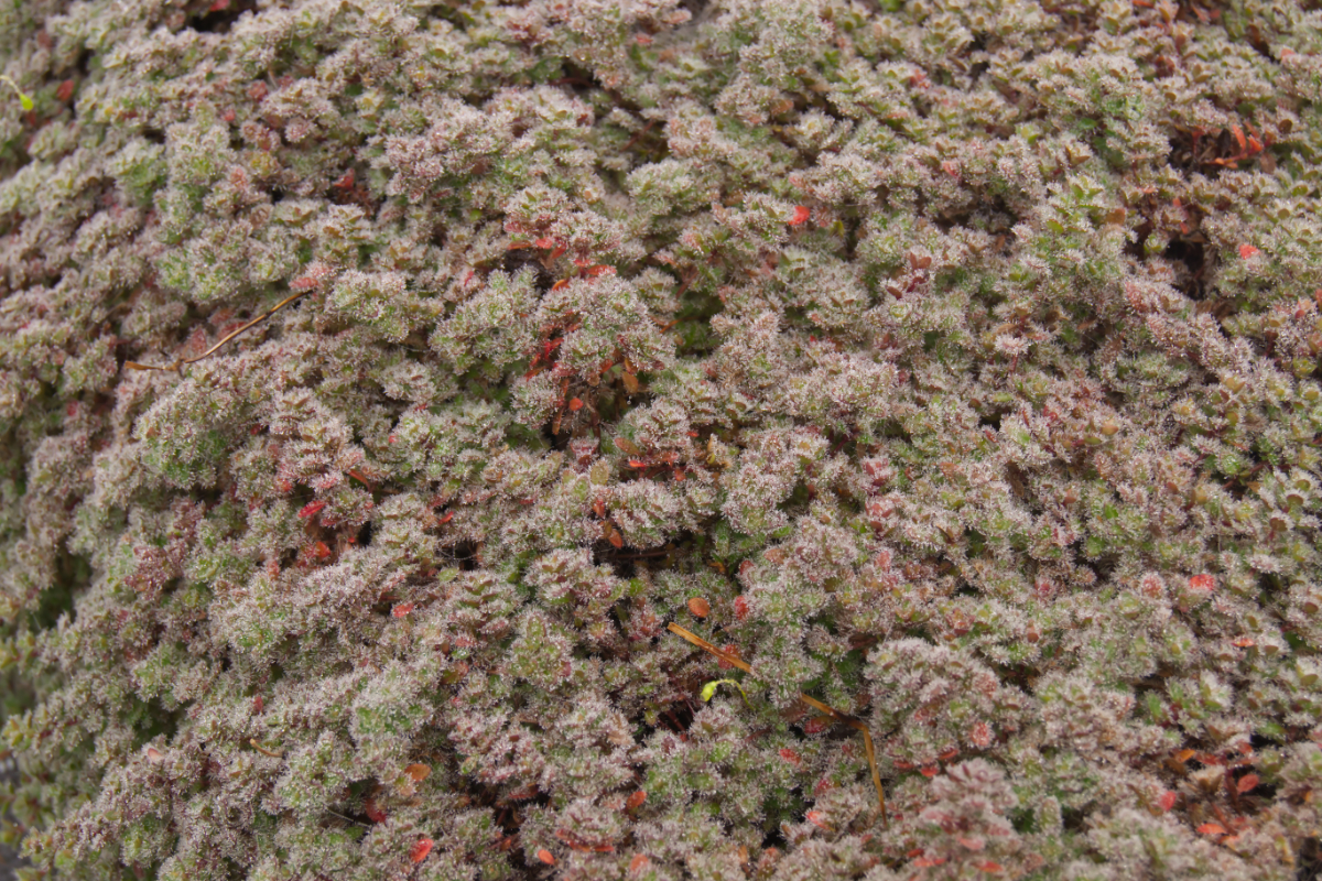 Thymus praecox var. pseudolanuginosus