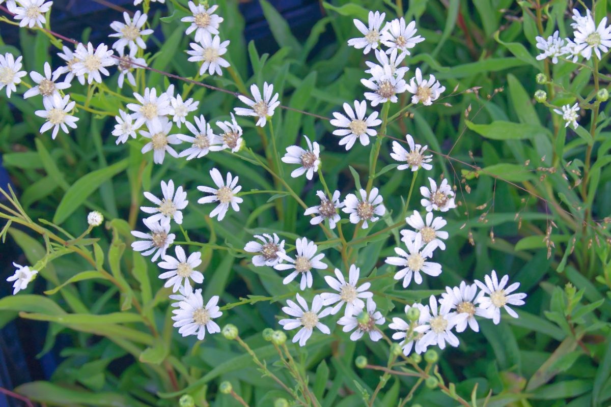 Solidago (Aster) ptarmicoides