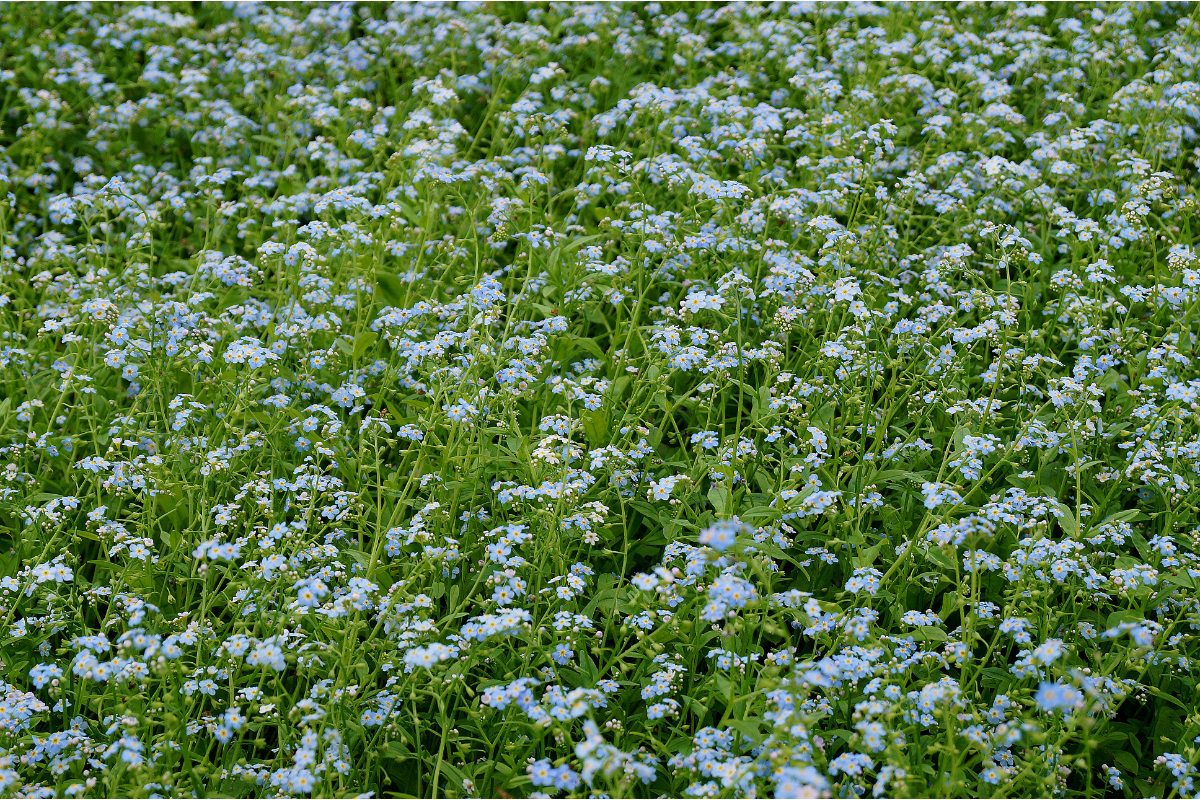 Myosotis scorpioides (palustris)
