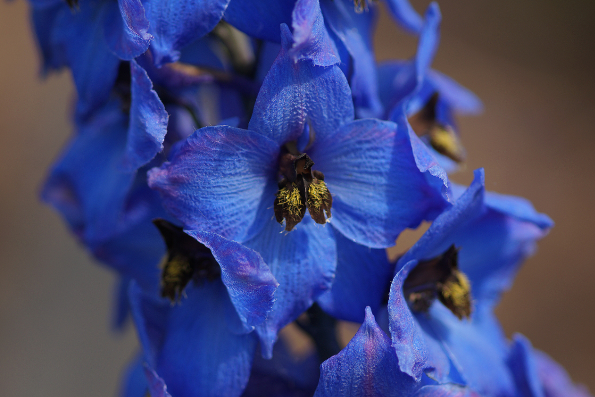 Delphinium Elatum-Hybr. 'Blaustrahl'