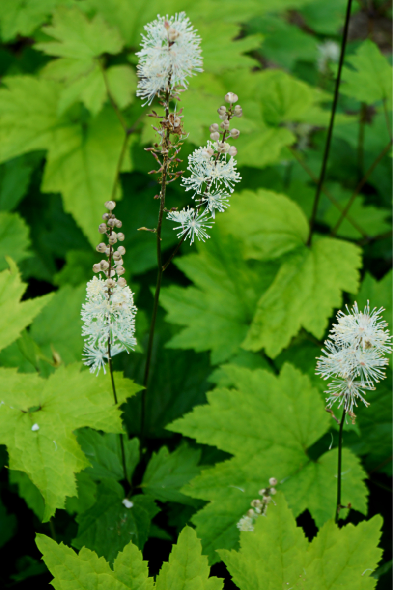 Cimicifuga (Actaea) racemosa var. cordifolia