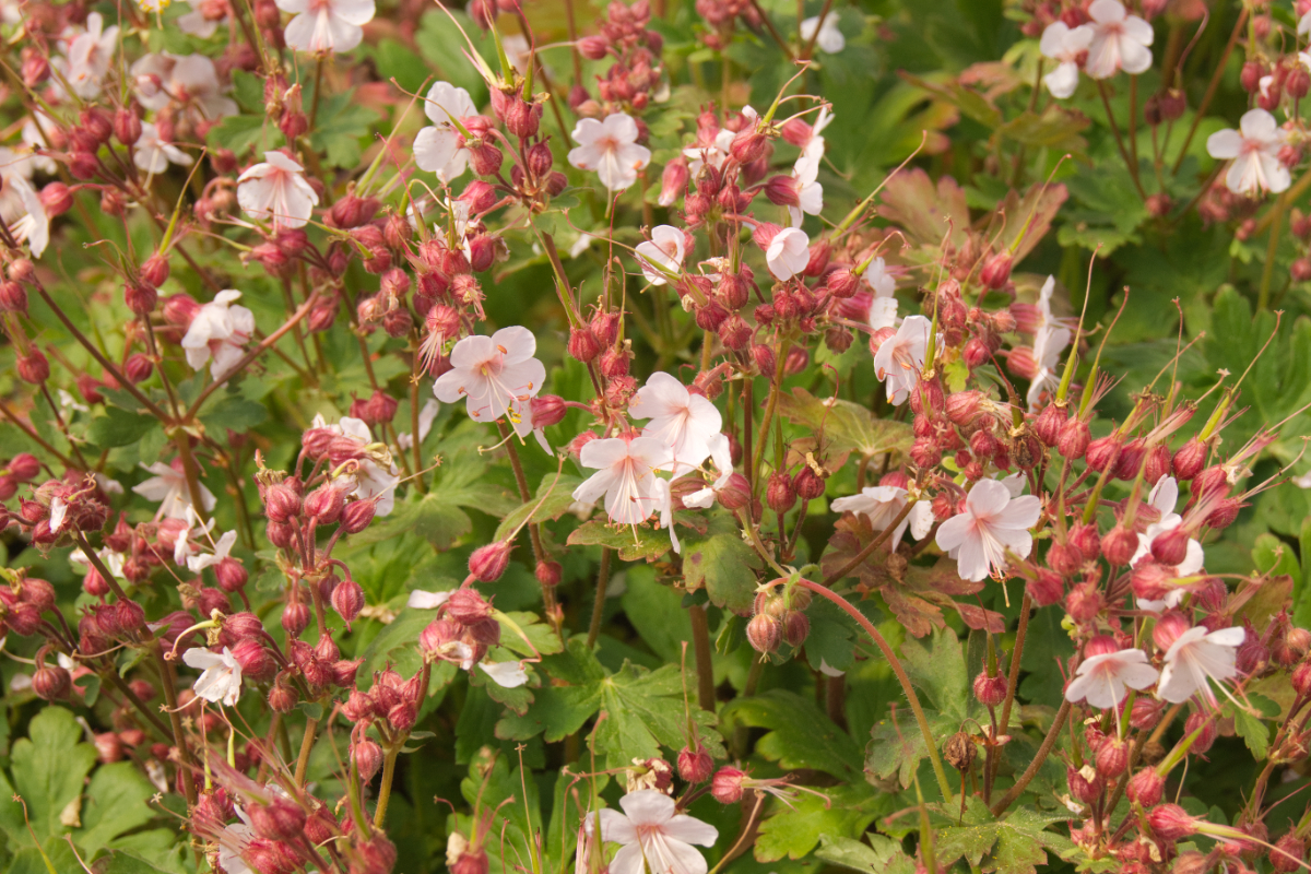 Geranium macrorrhizum 'Geranimo White' (R) - Balkan-Storchschnabel