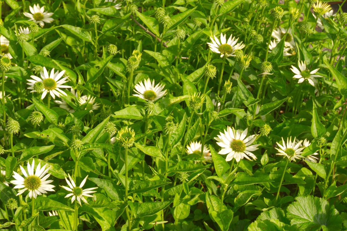 Echinacea purpurea 'Virgin' (R)