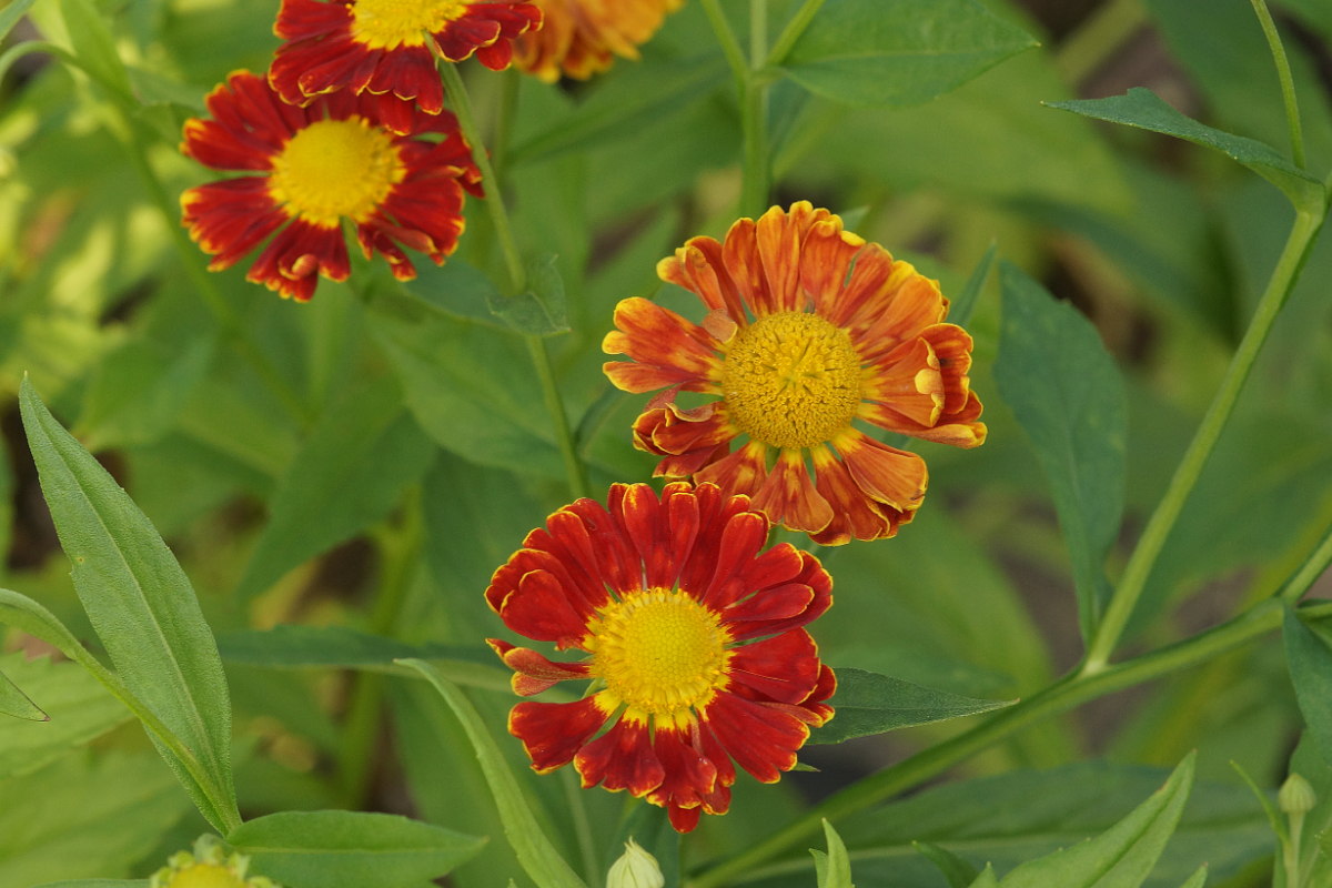 Helenium Hybride 'Nella' - Sonnenbraut