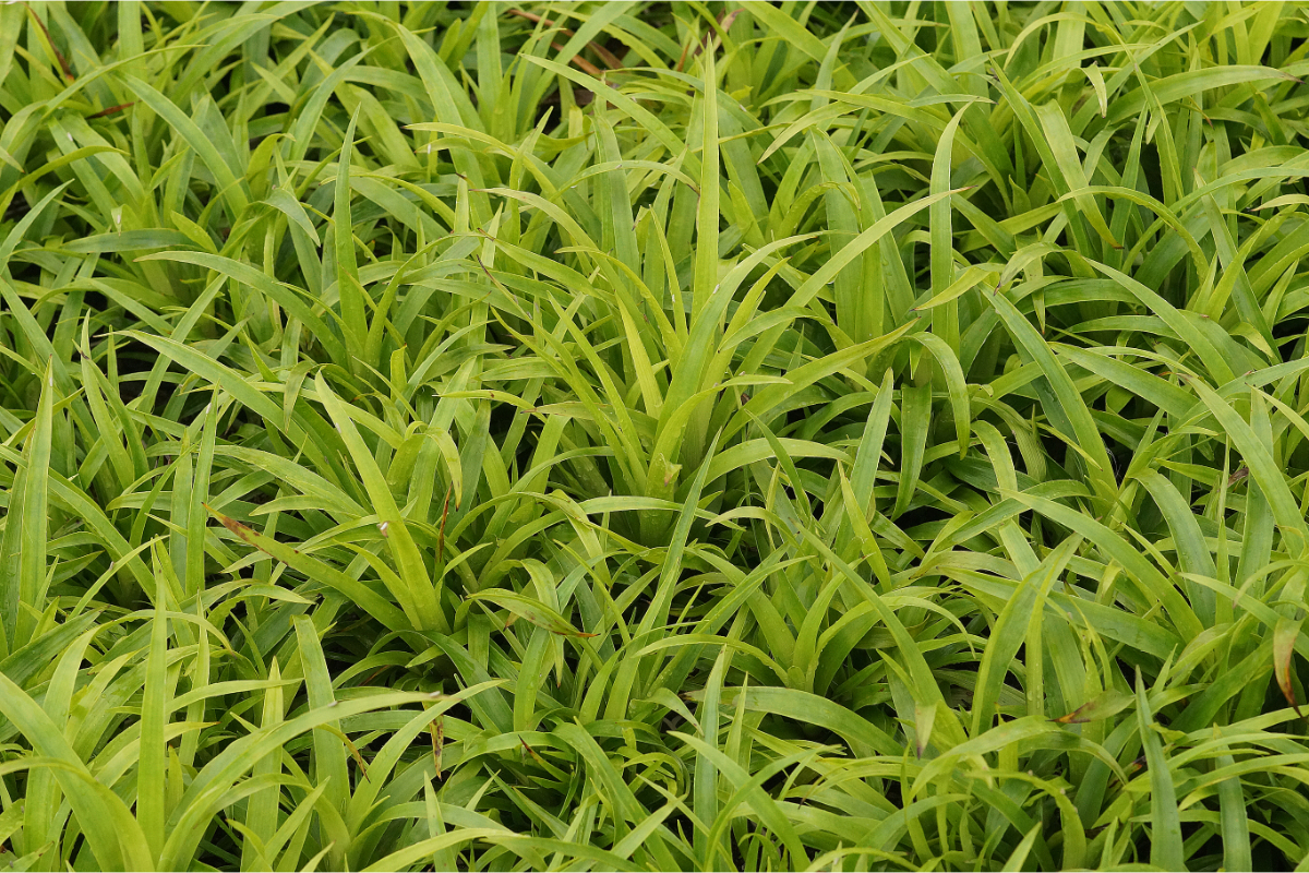 Luzula sylvatica - Waldmarbel
