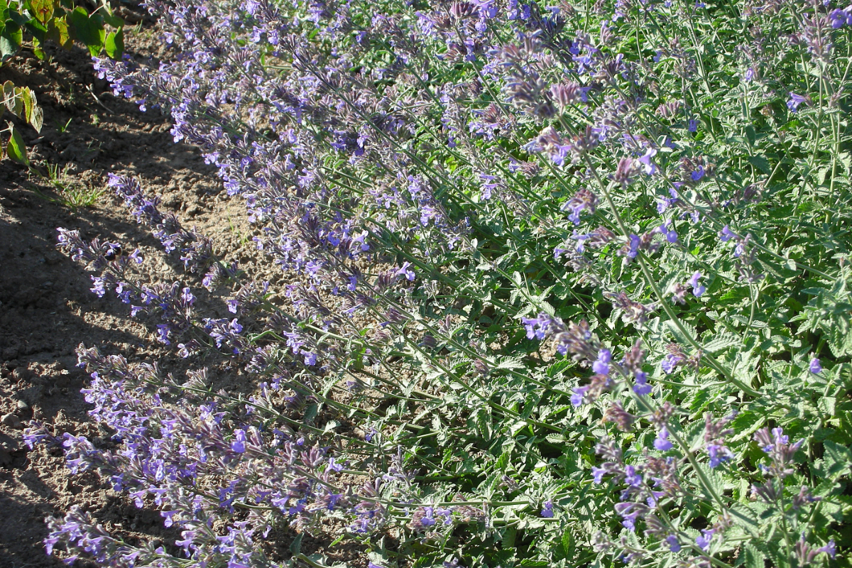 Nepeta x faassenii 'Walkers Low'