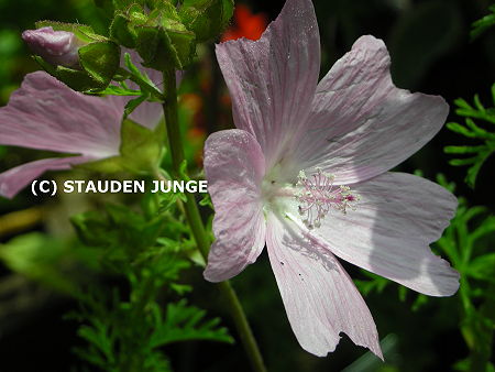 Malva moschata
