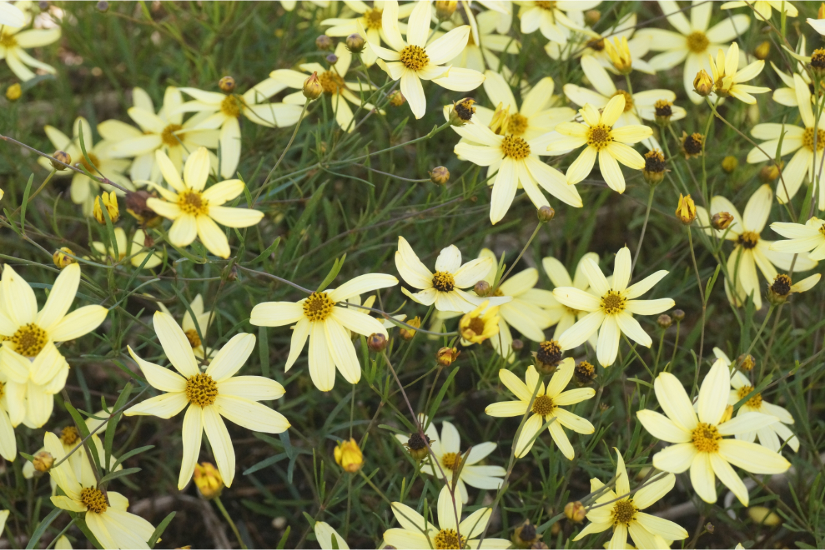 Coreopsis verticillata 'Moonbeam'