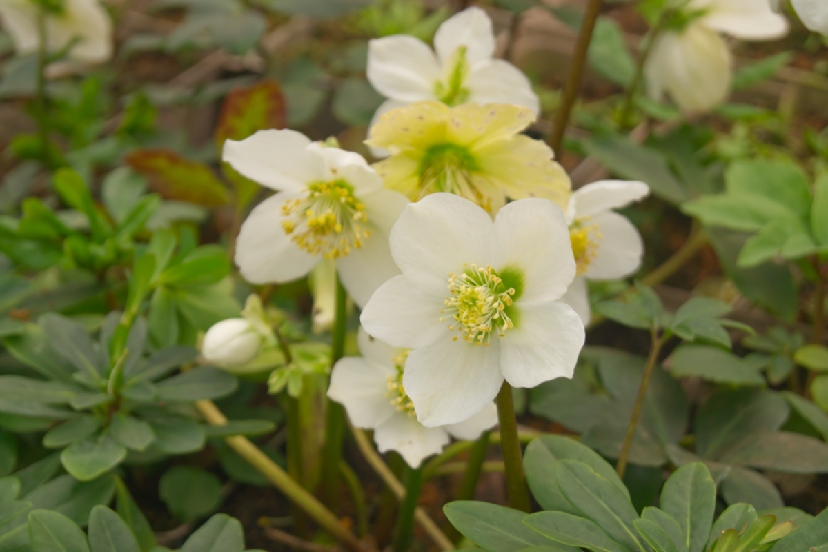 Helleborus niger